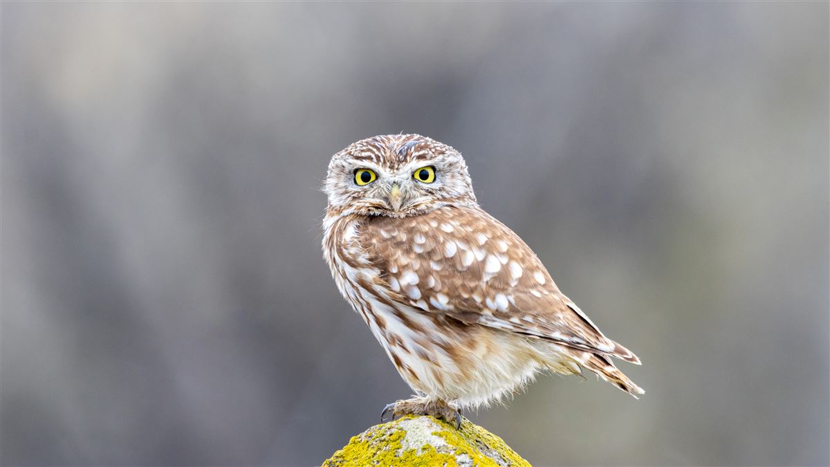 Little Owl