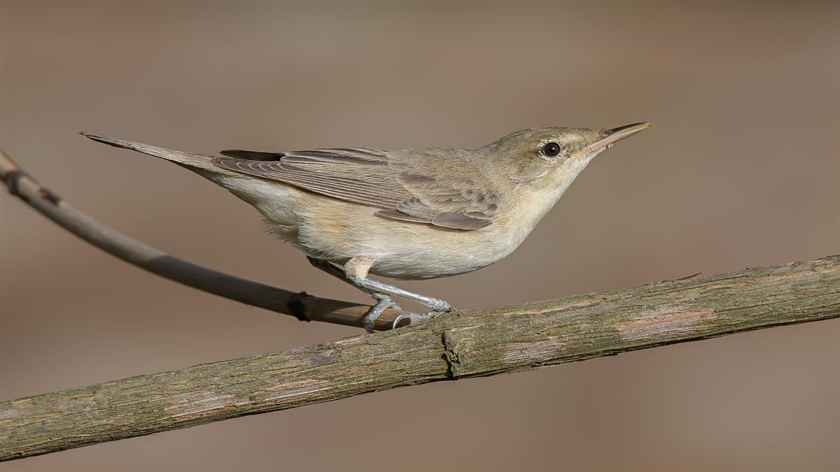 Eastern Olivaceous Warbler
