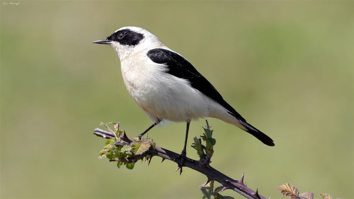 Black-eared Wheatear