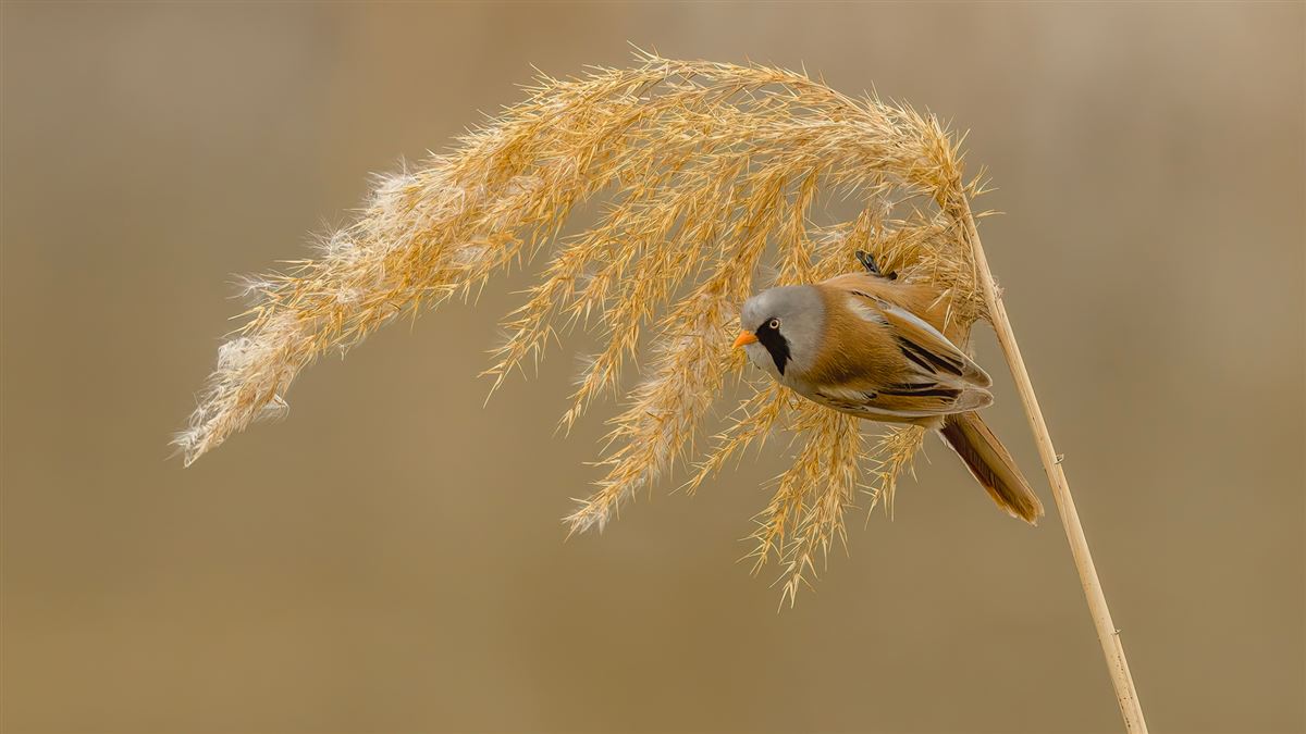 Bearded Reedling