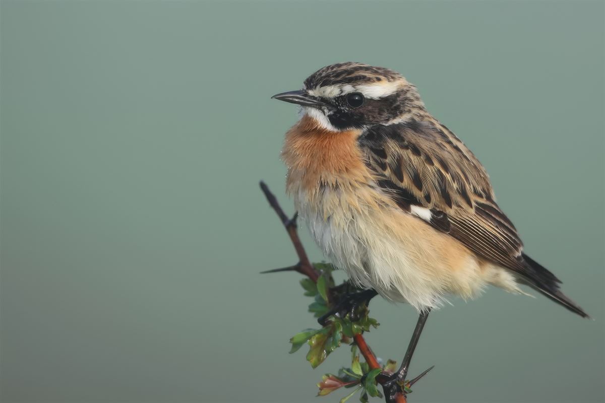 Whinchat
