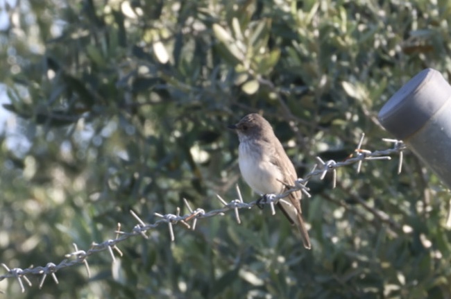 Spotted Flycatcher