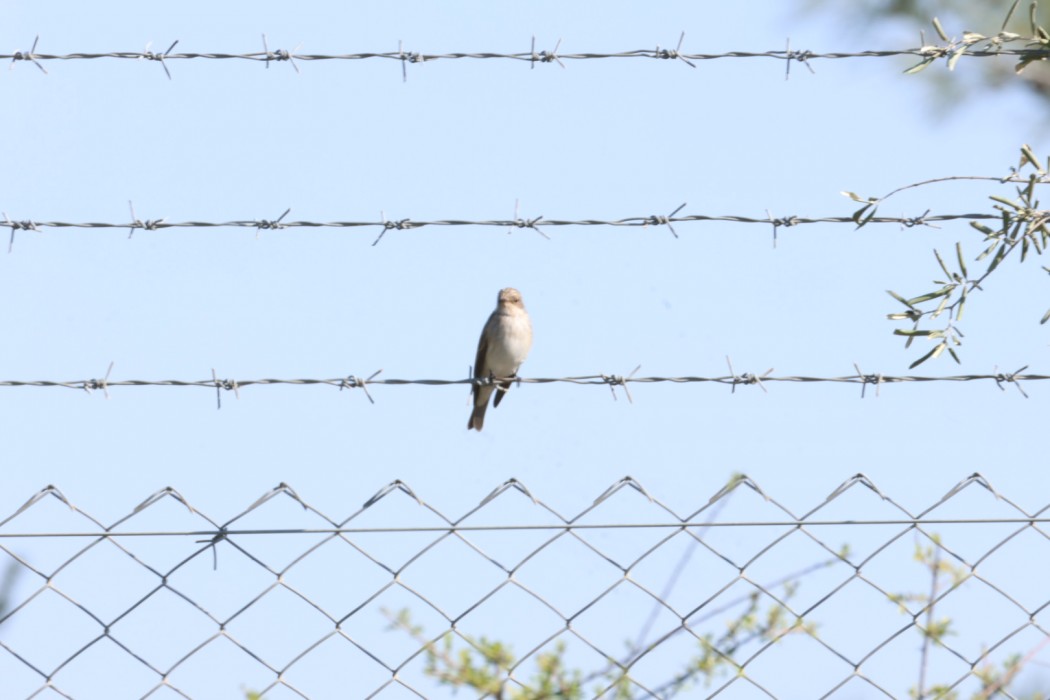 Spotted Flycatcher