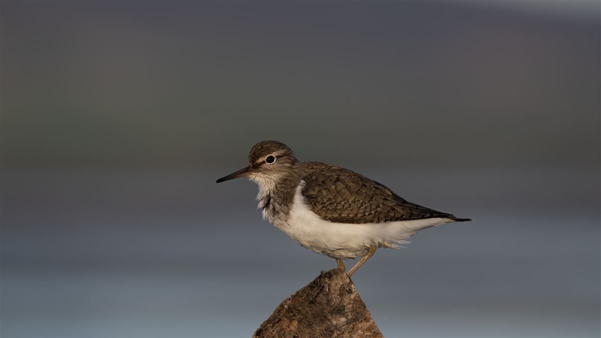 Common Sandpiper