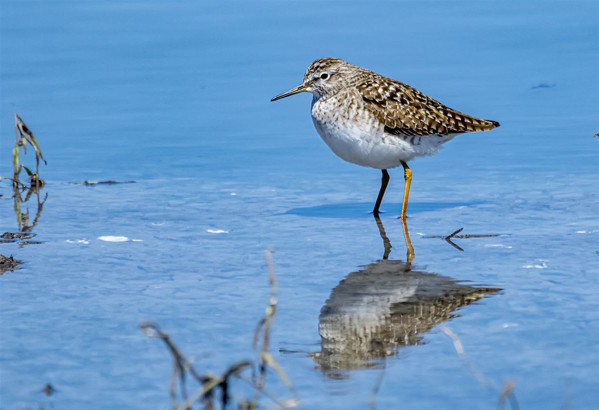 Wood Sandpiper