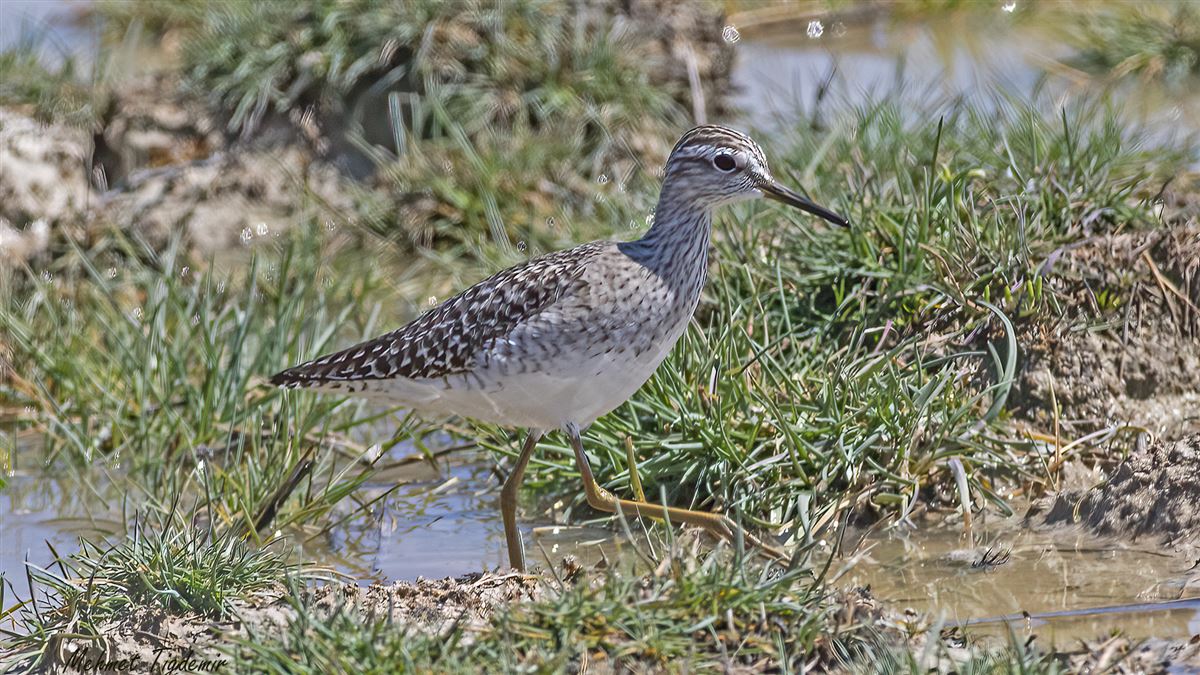 Wood Sandpiper