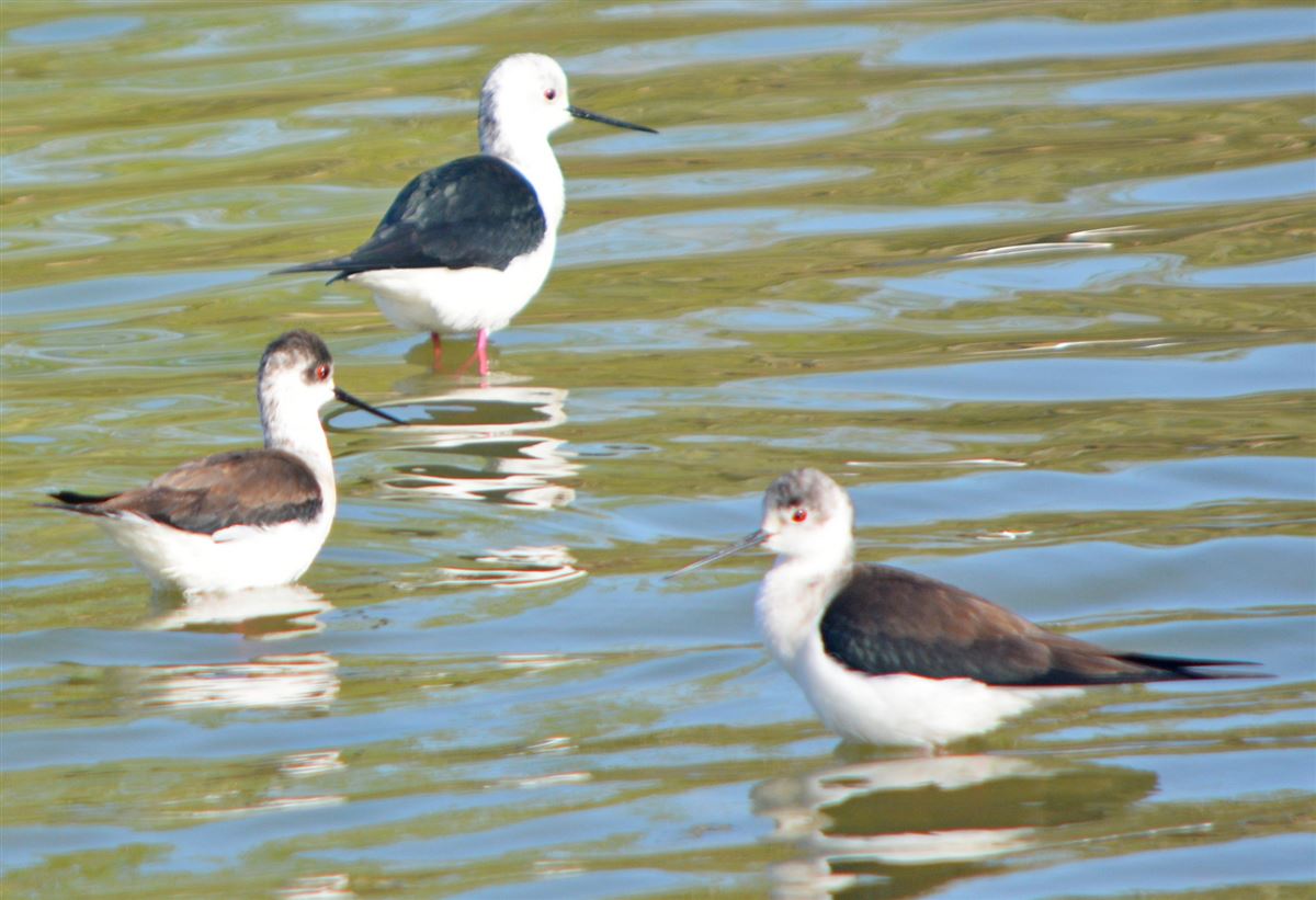 Black-winged Stilt