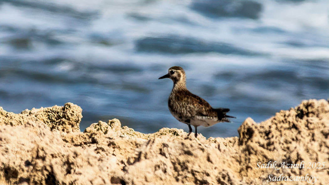 Pacific Golden Plover