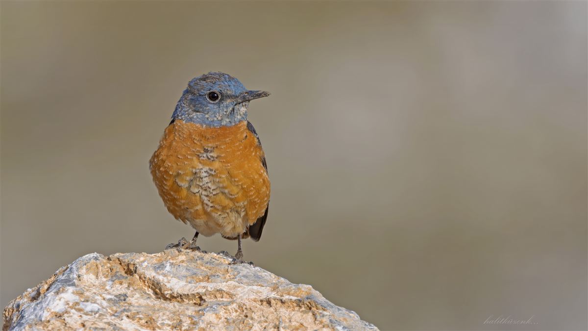 Common Rock Thrush