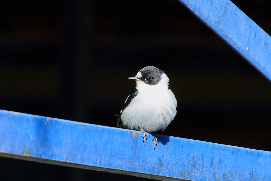 Collared Flycatcher