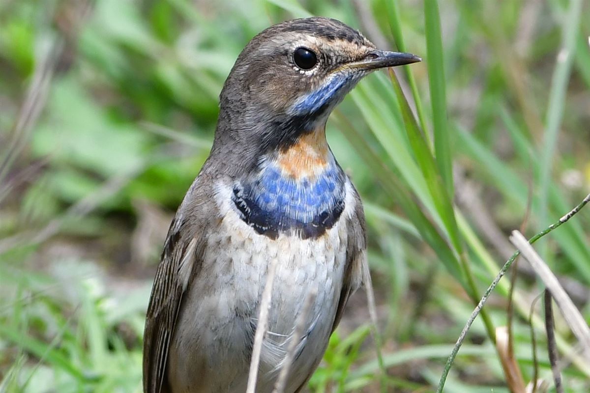 Bluethroat