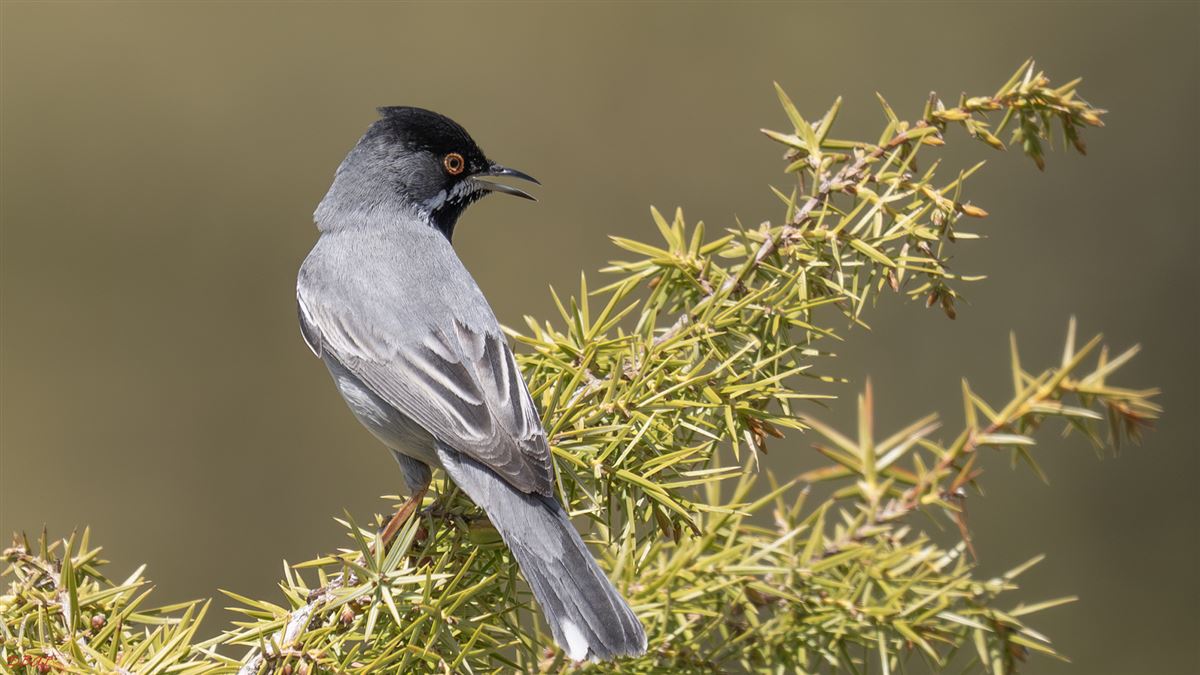 Rüppell`s Warbler