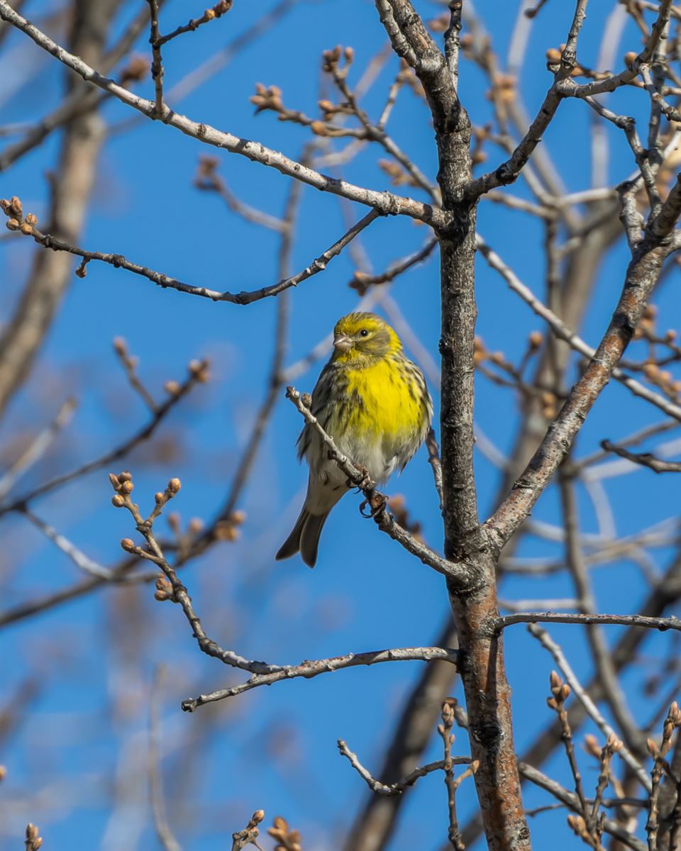 European Serin