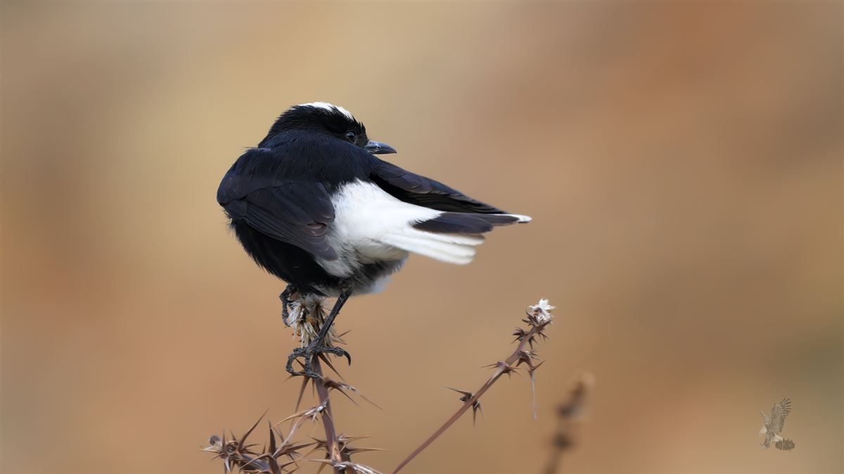 White-crowned Wheatear