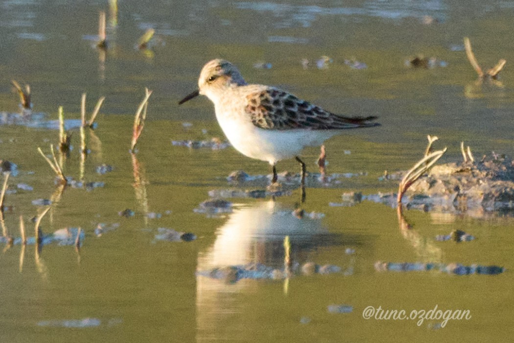 Little Stint