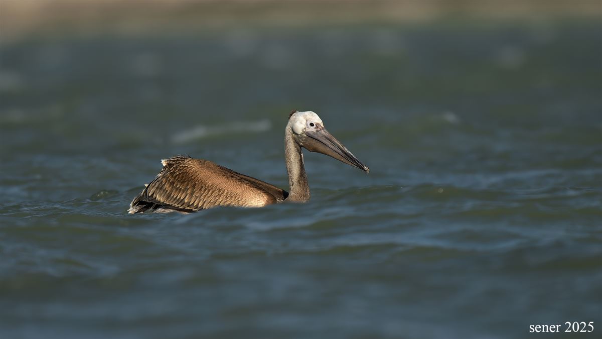 Great White Pelican