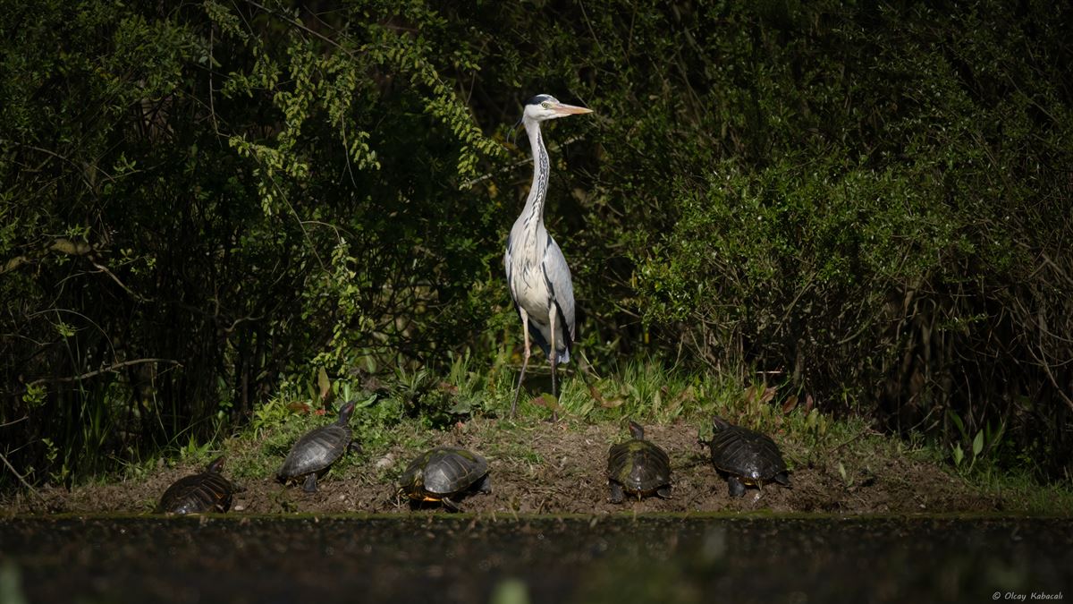 Grey Heron