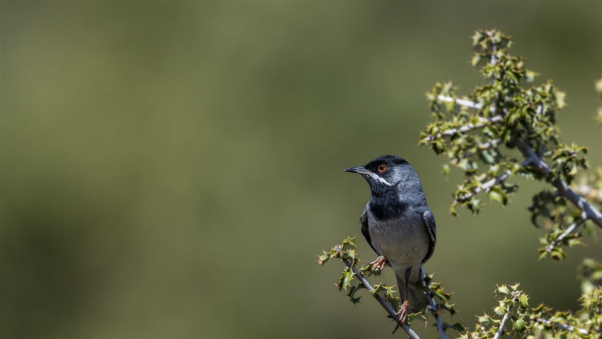 Rüppell`s Warbler