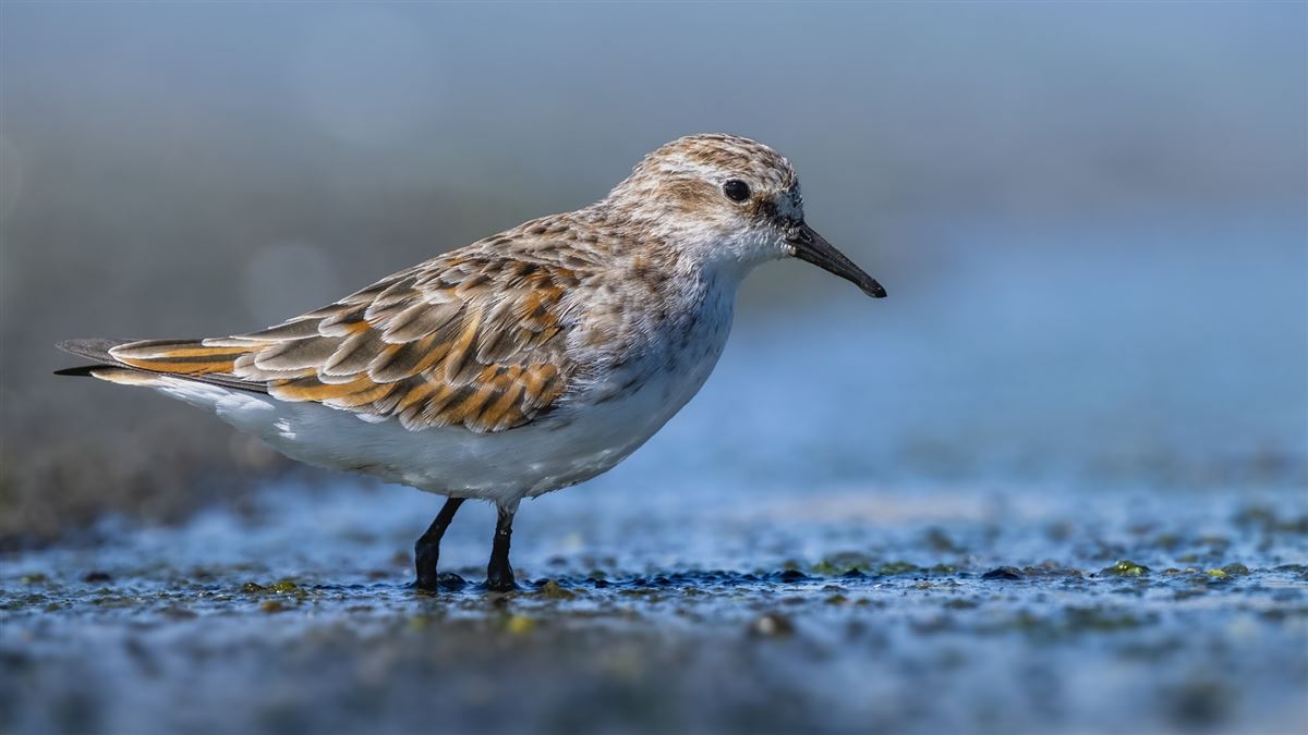 Little Stint