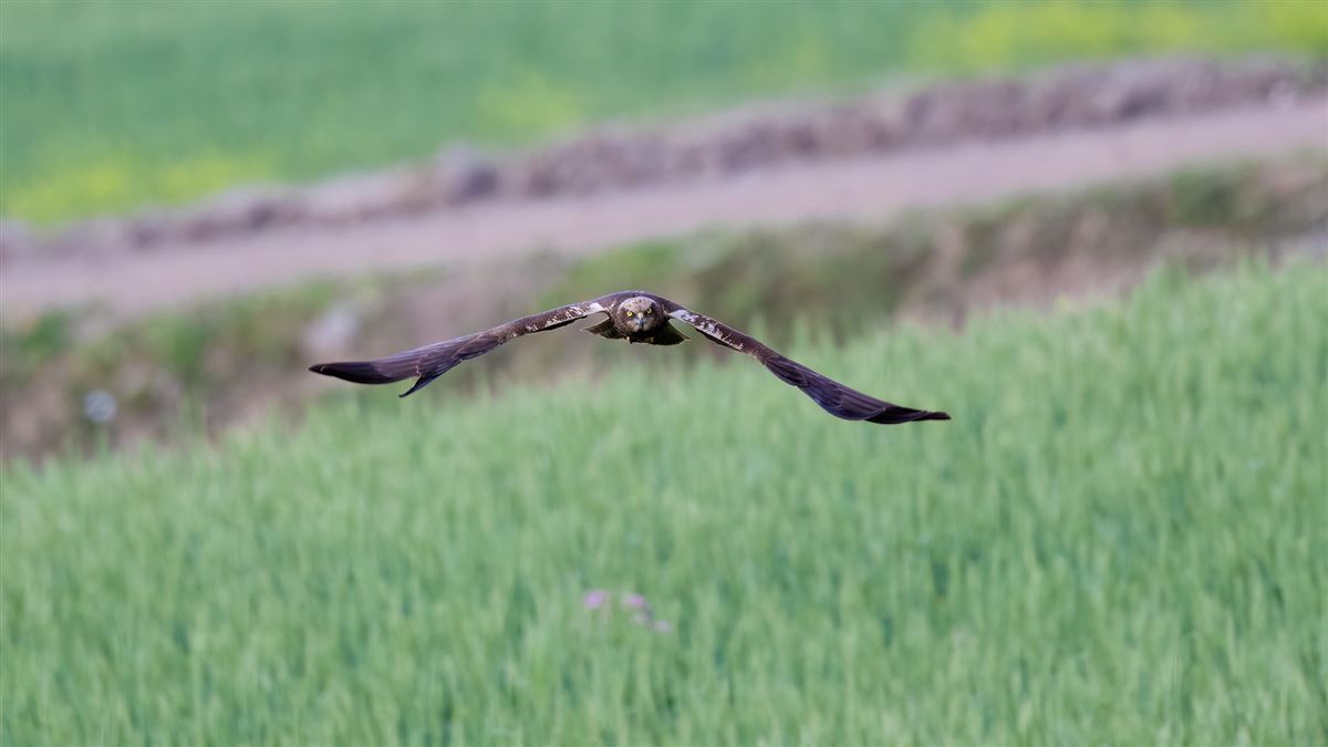 Western Marsh Harrier