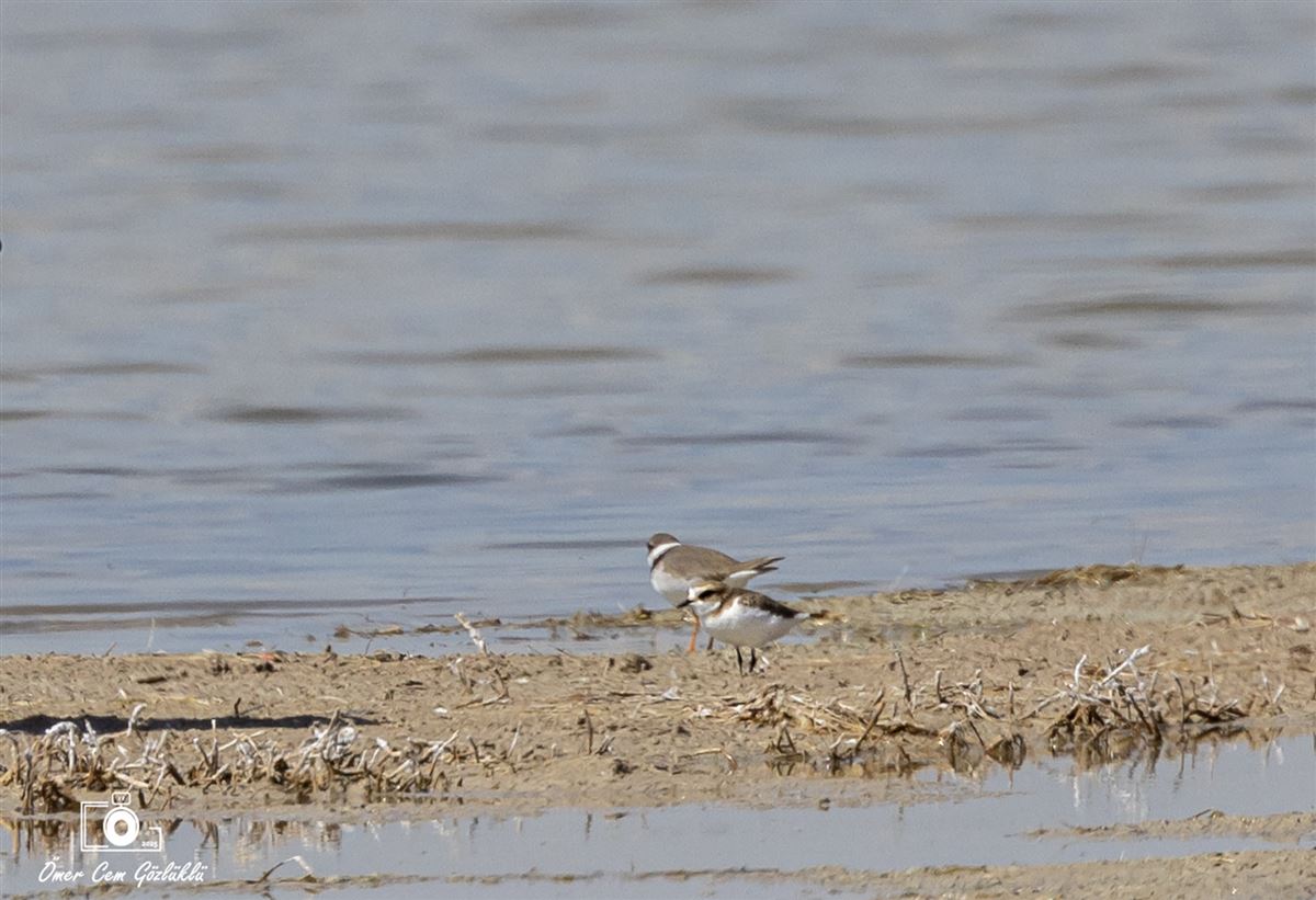 Kentish Plover