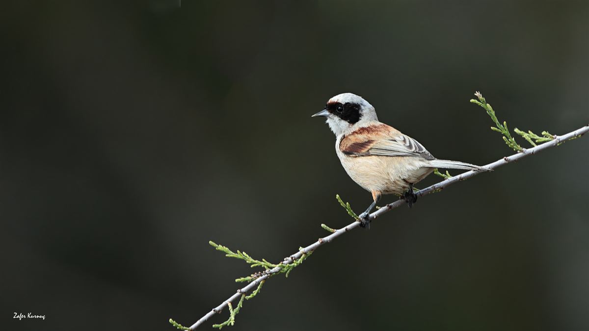 Eurasian Penduline Tit