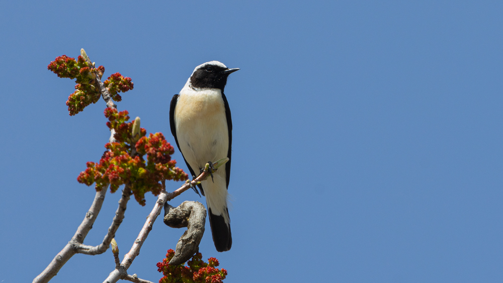 Black-eared Wheatear