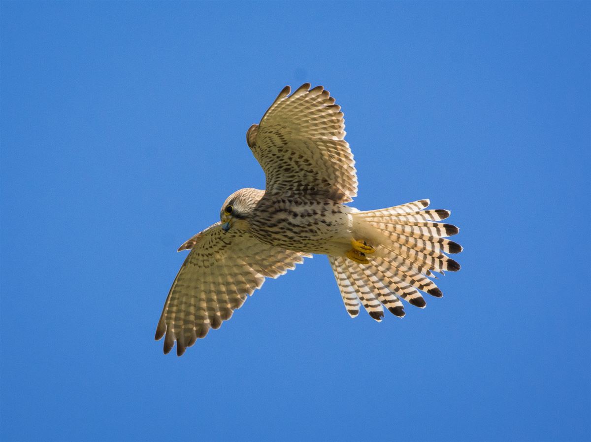 Common Kestrel