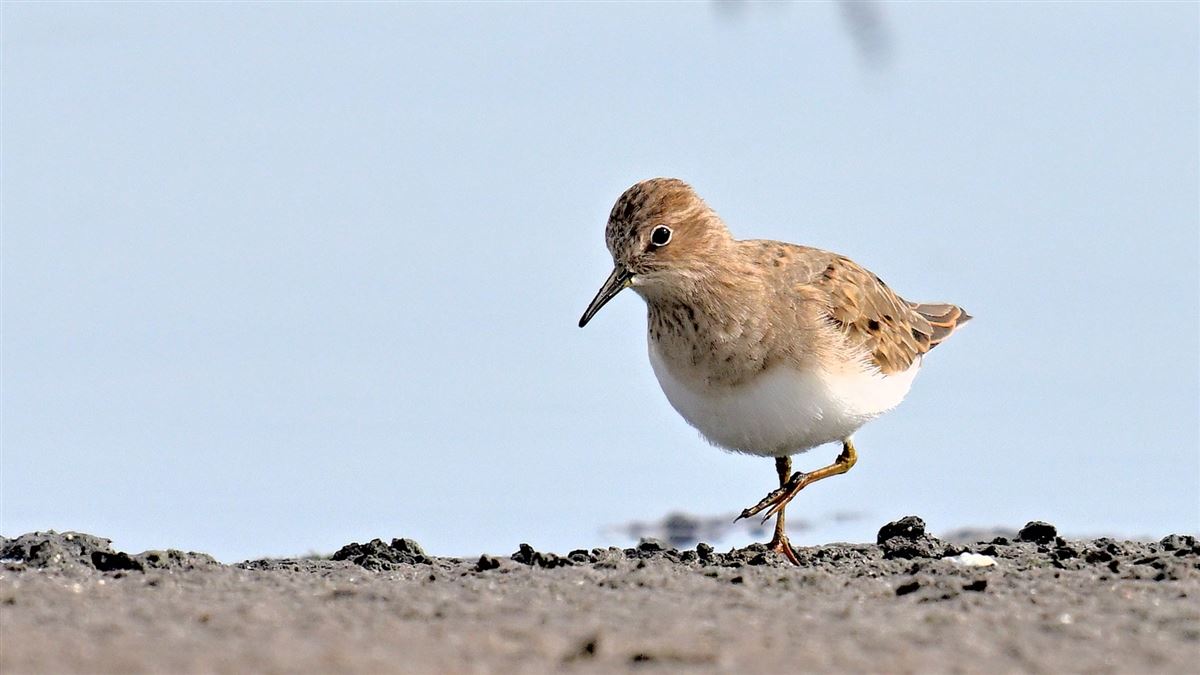 Temminck`s Stint