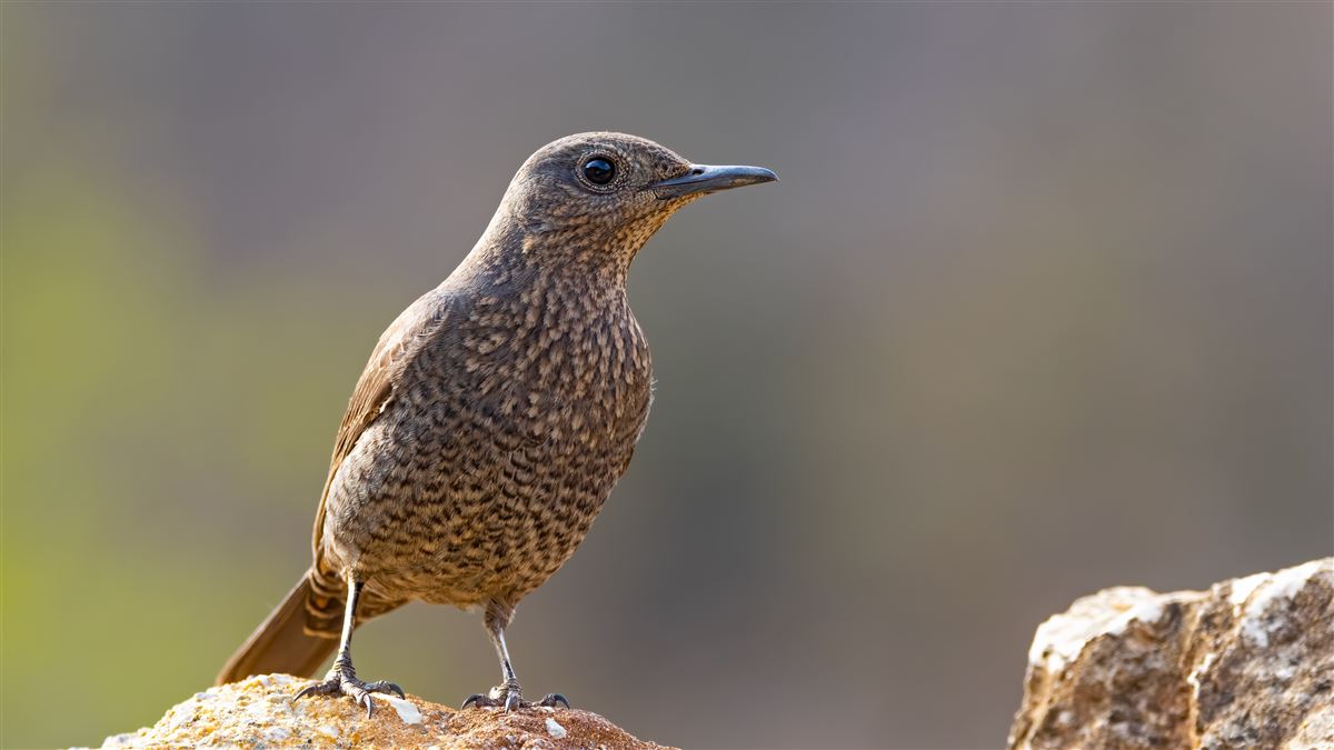 Blue Rock Thrush