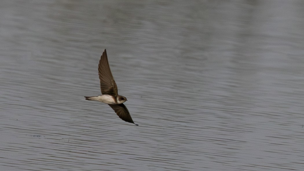 Sand Martin