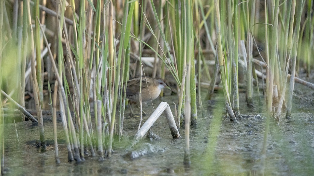 Little Crake