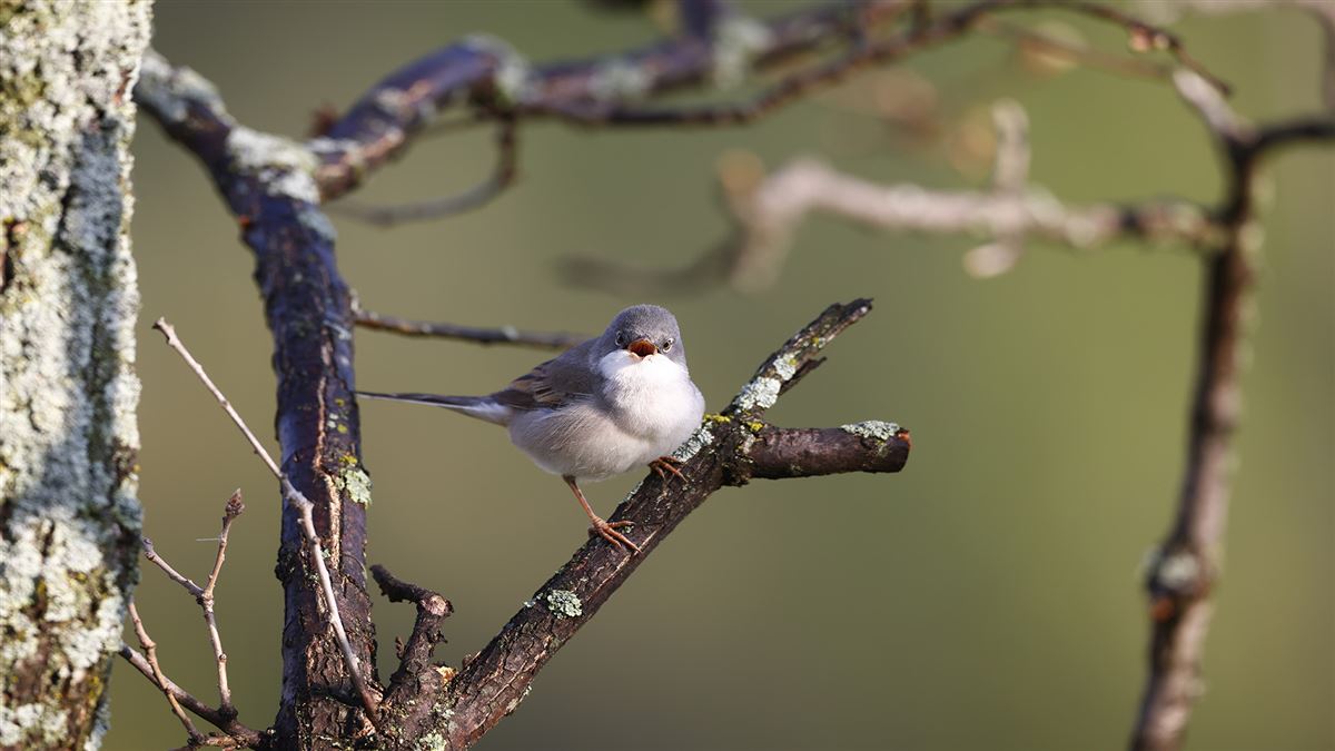 Common Whitethroat