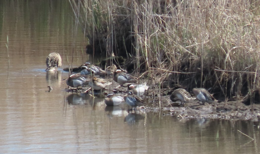 Garganey