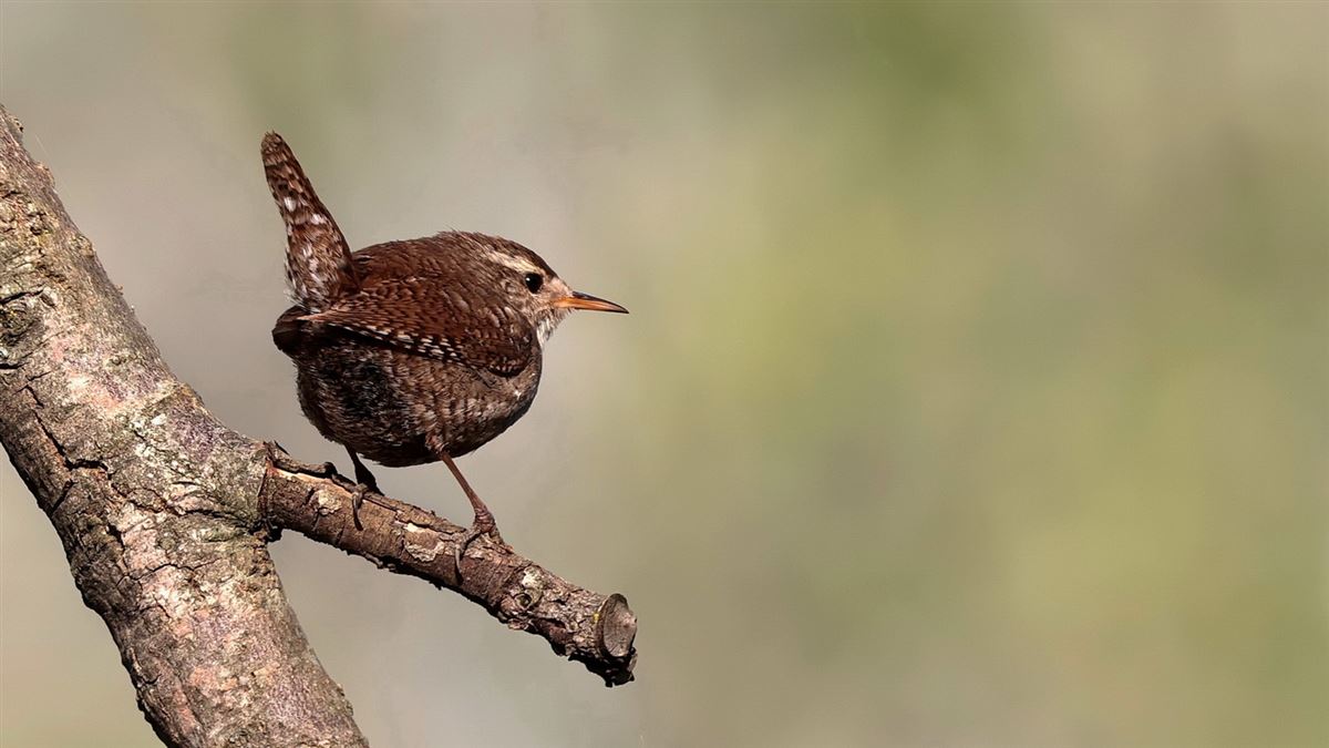 Eurasian Wren