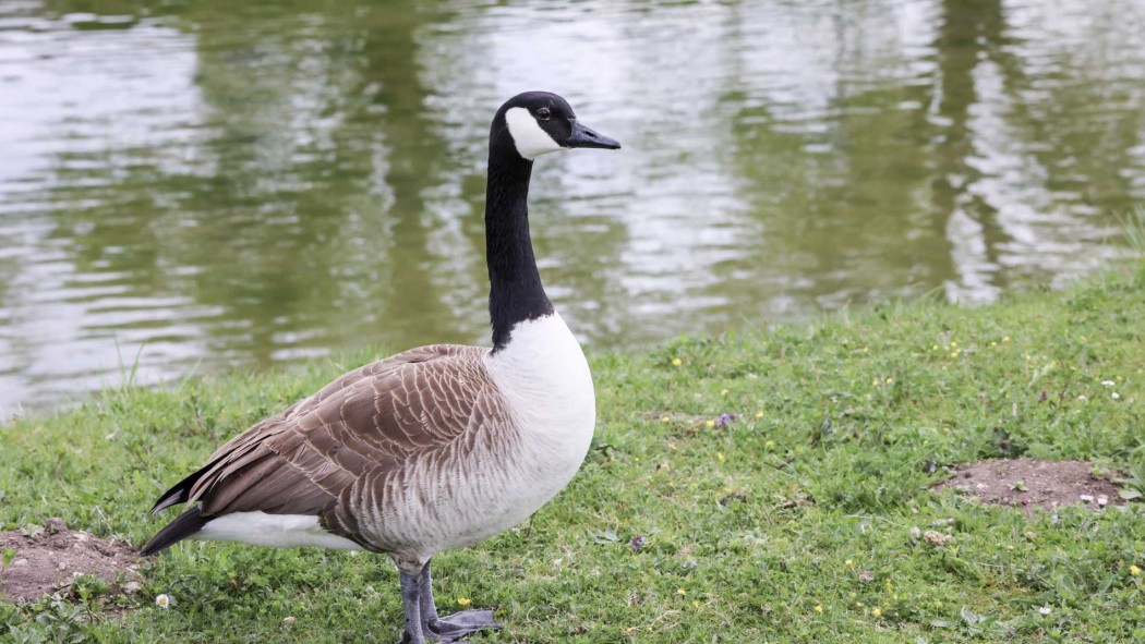 Canada Goose