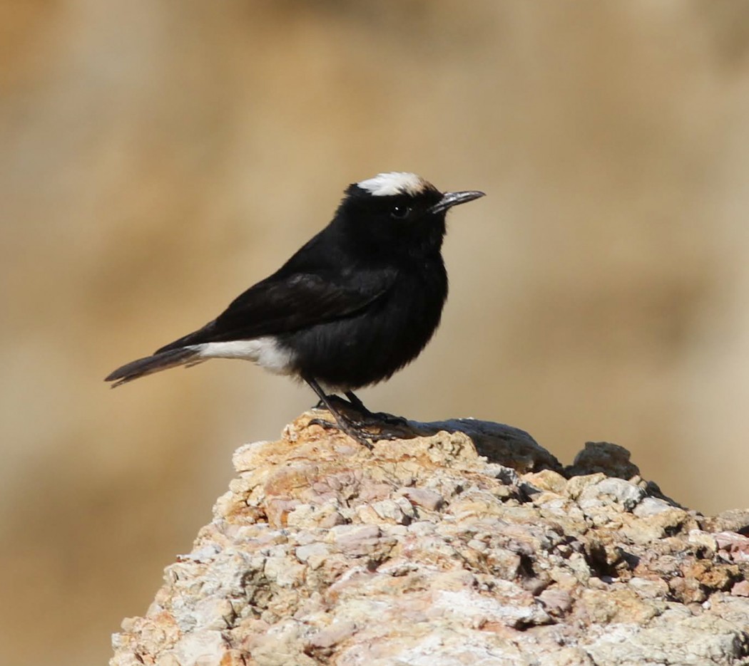 White-crowned Wheatear