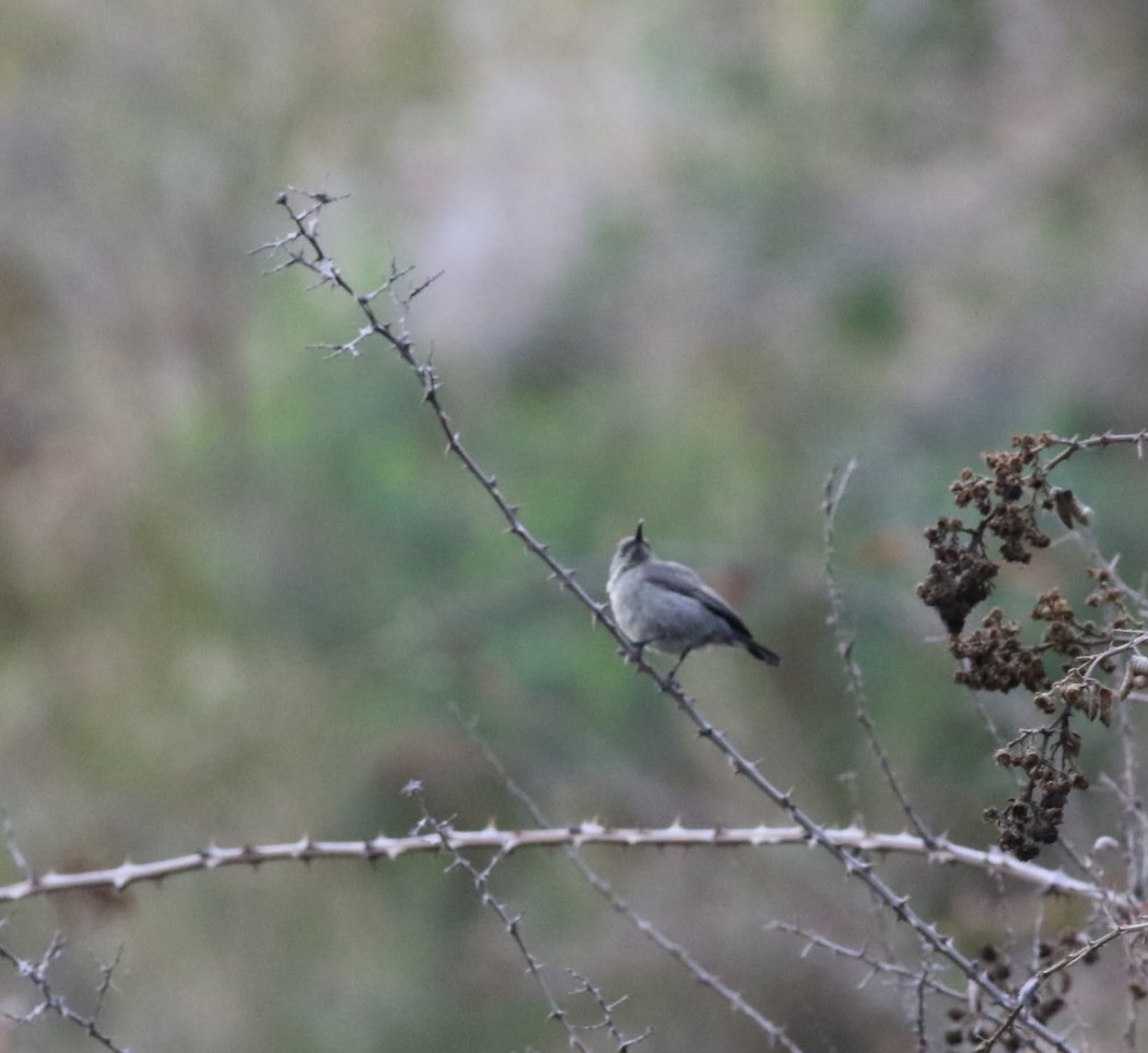 Palestine Sunbird