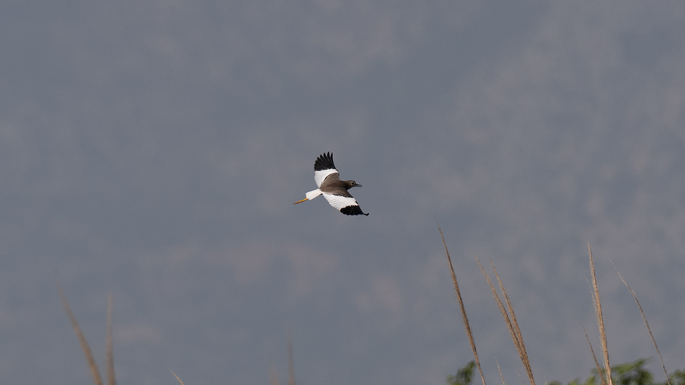 White-tailed Lapwing