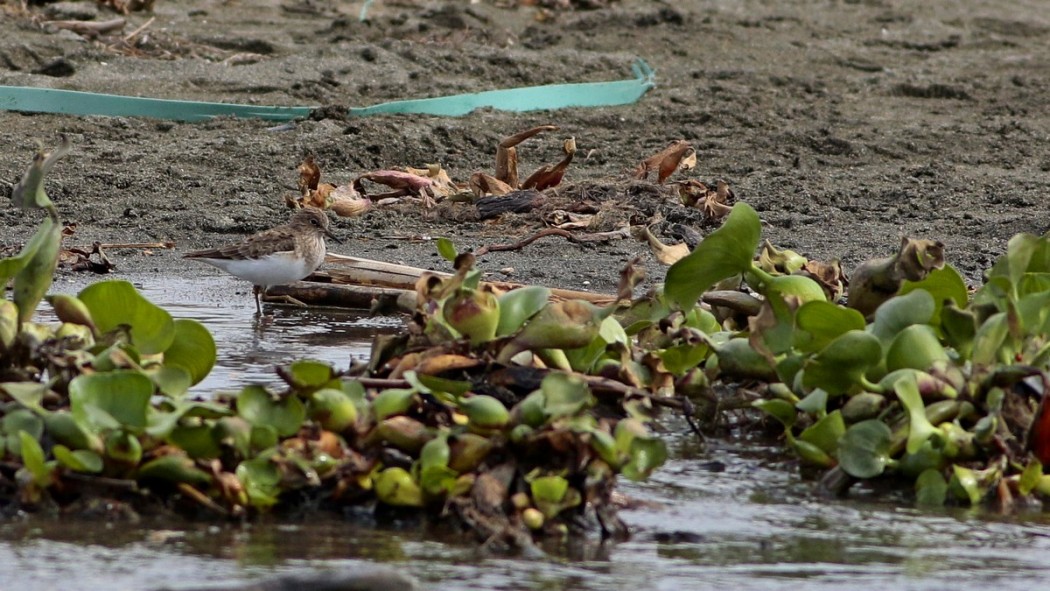Temminck`s Stint