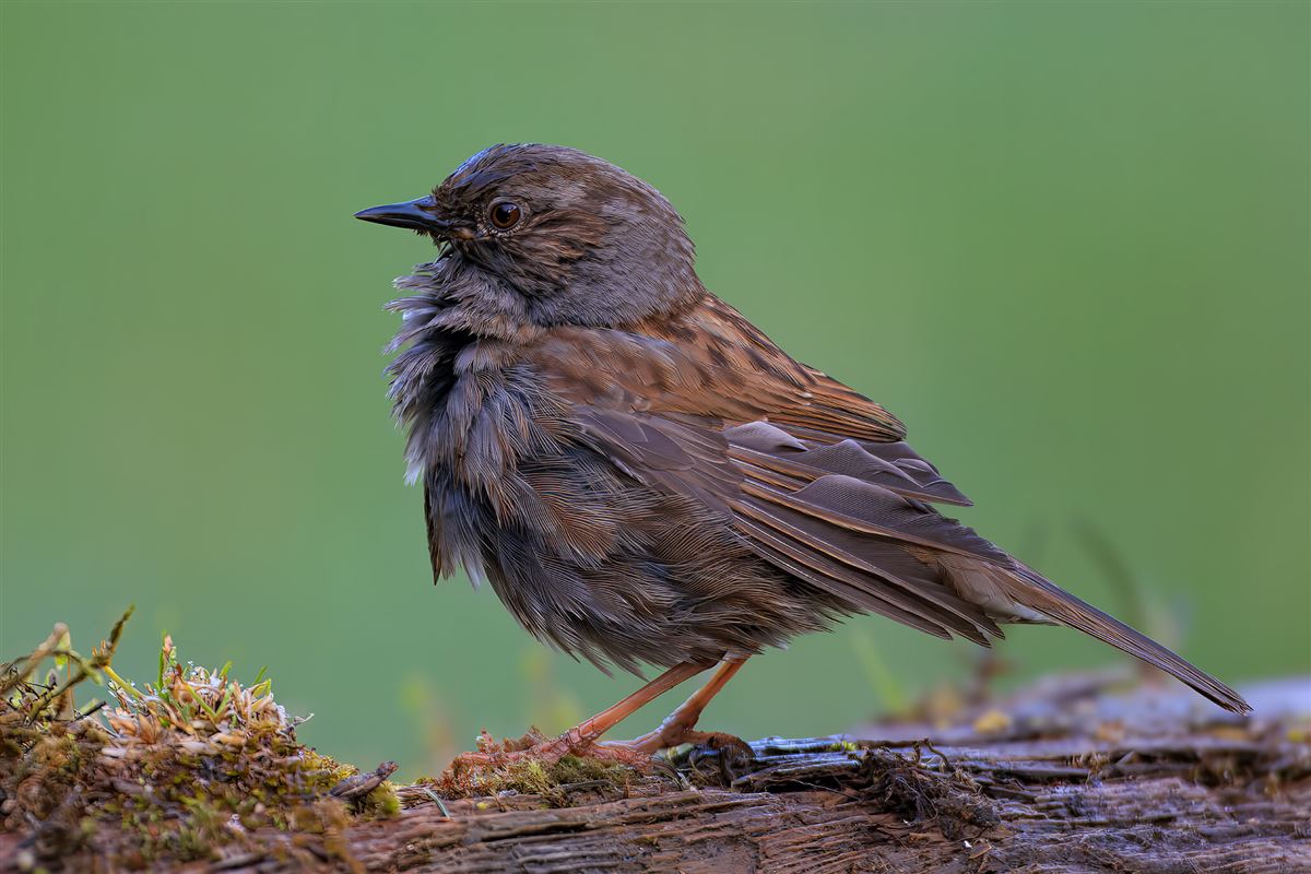 Dunnock