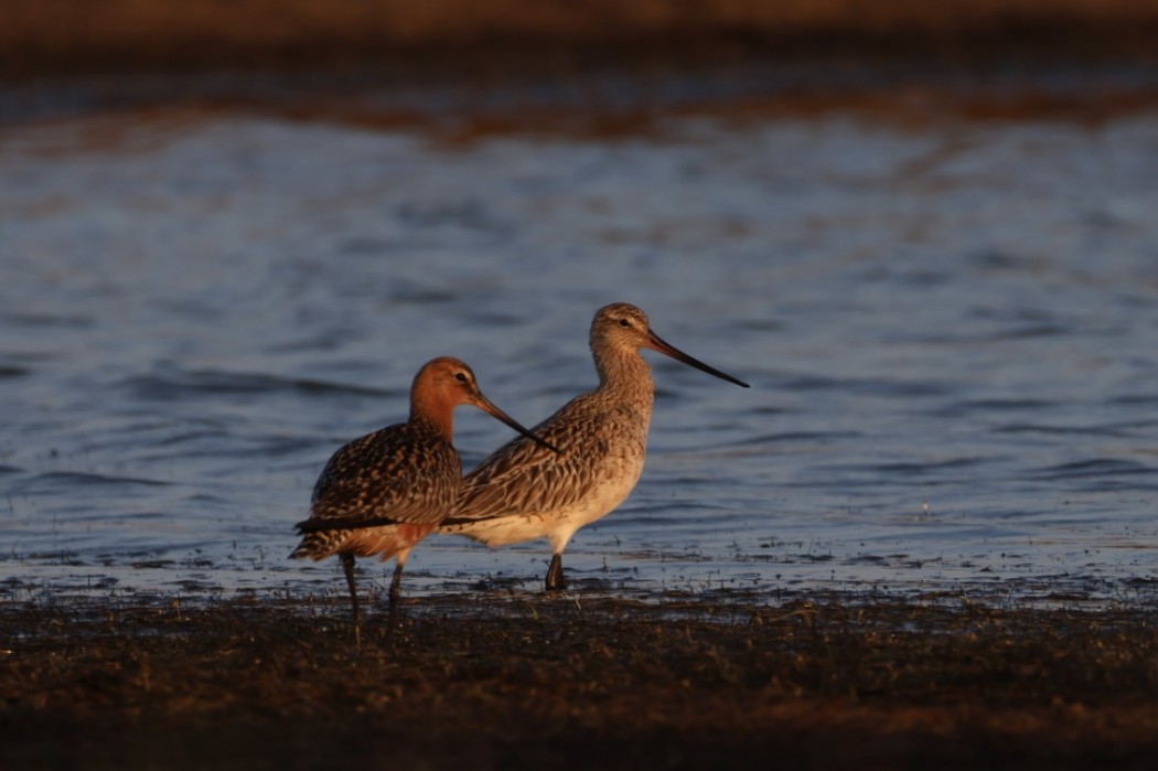 Bar-tailed Godwit
