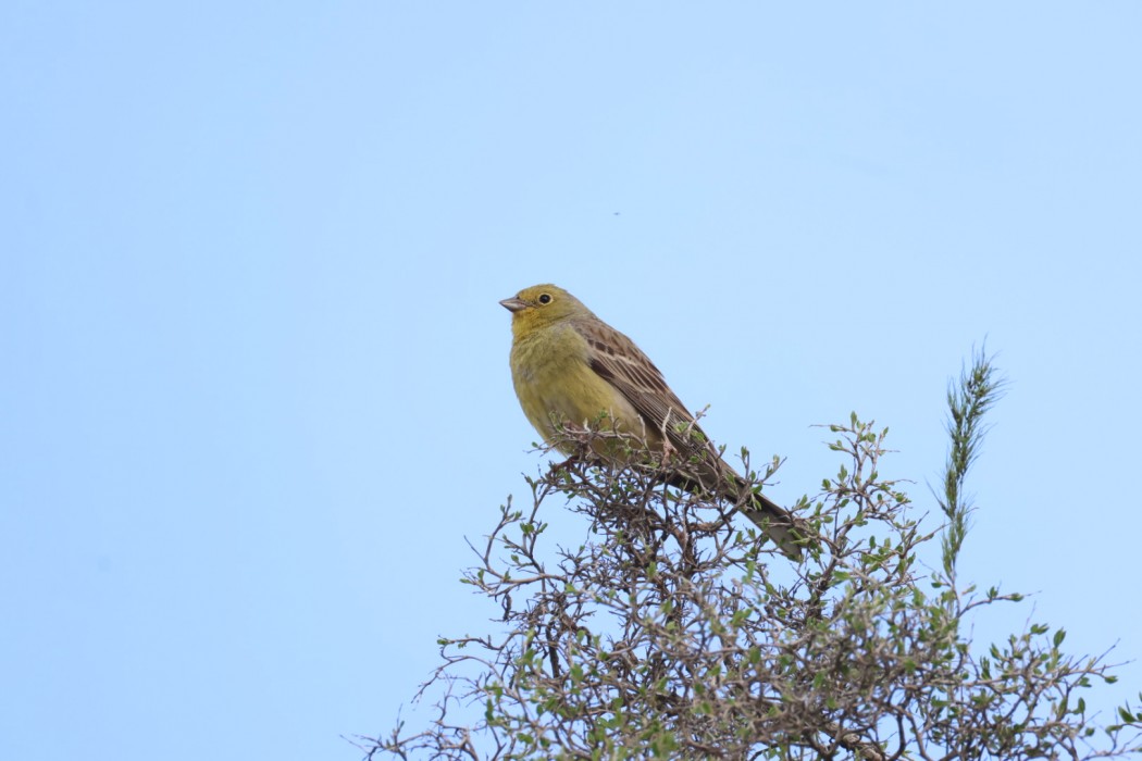 Cinereous Bunting