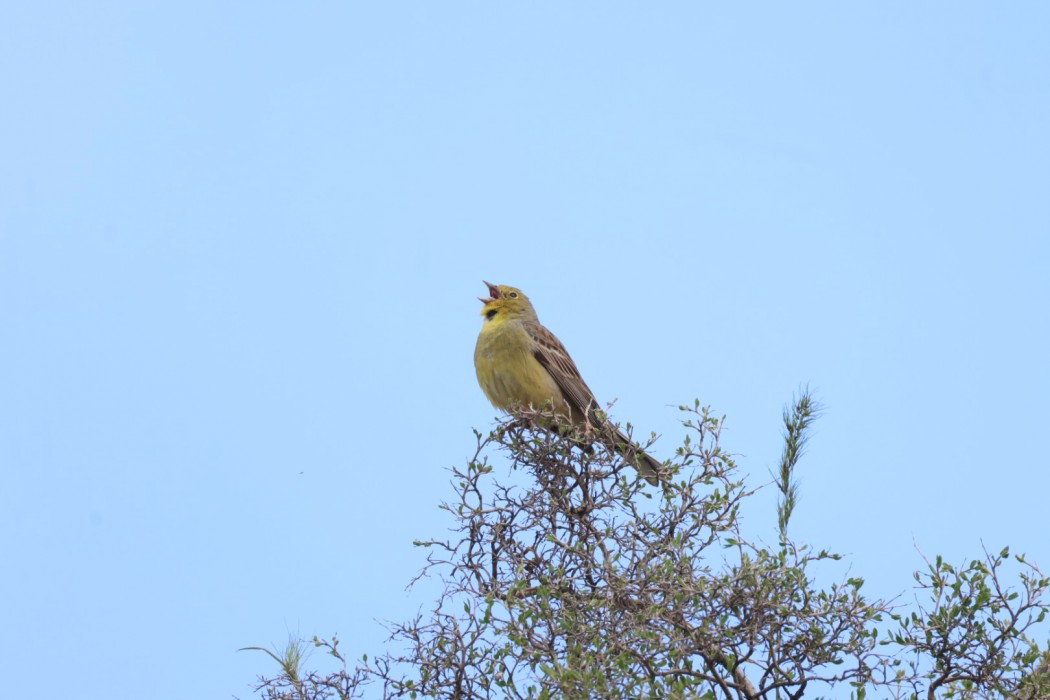 Cinereous Bunting
