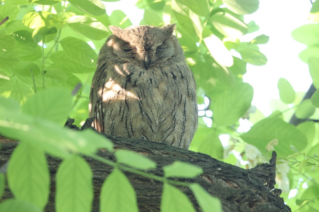 Pallid Scops Owl