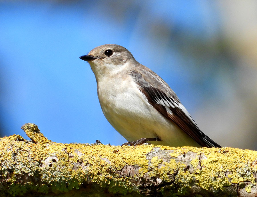 European Pied Flycatcher