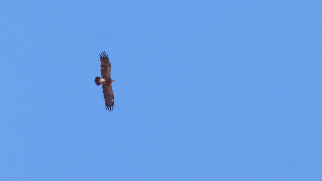Lesser Spotted Eagle