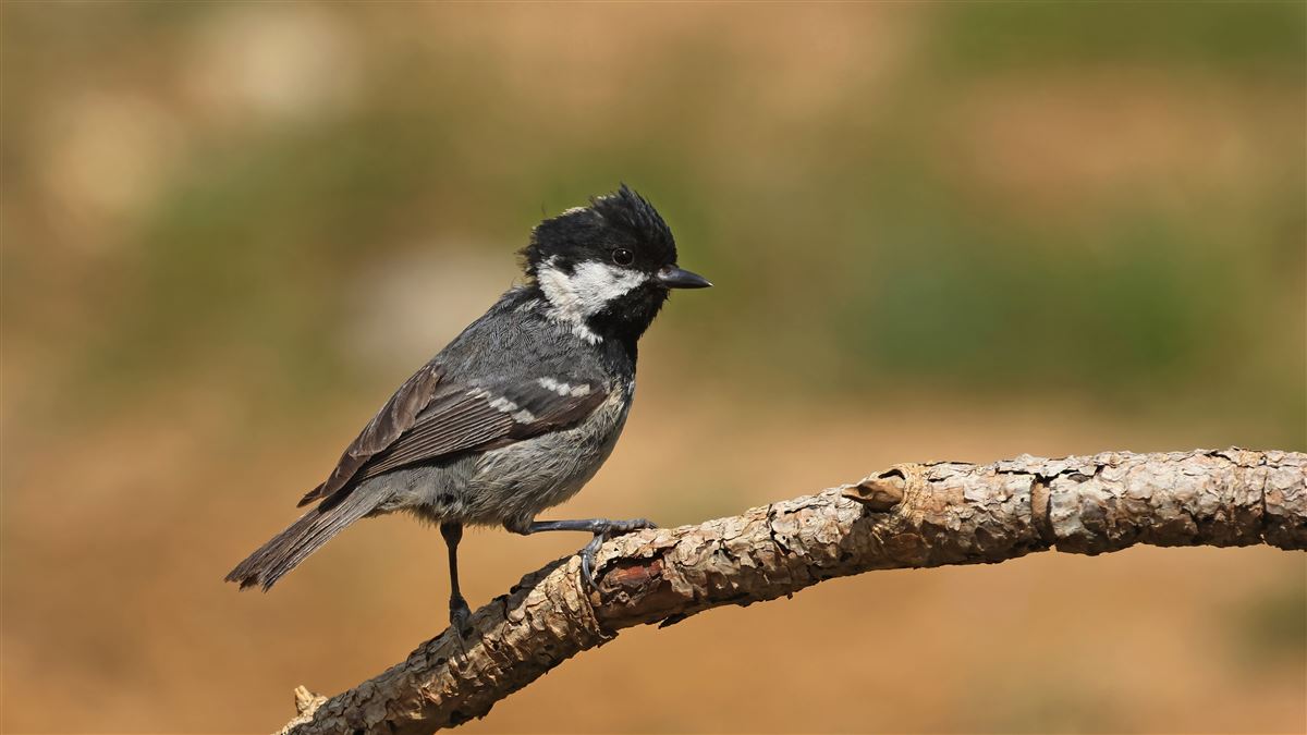 Coal Tit