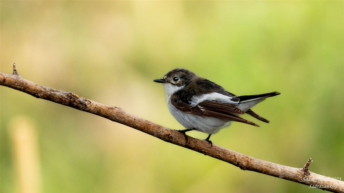 European Pied Flycatcher
