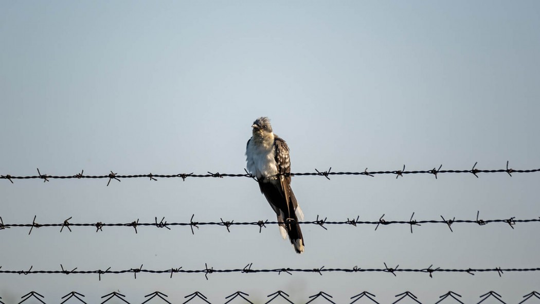 Great Spotted Cuckoo